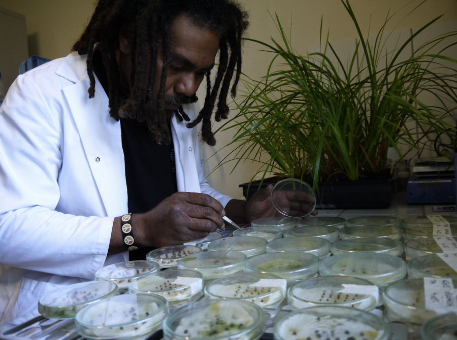 Tests de germination de graines d'espèces endémiques ©IAC - E. Bonnet-Vidal