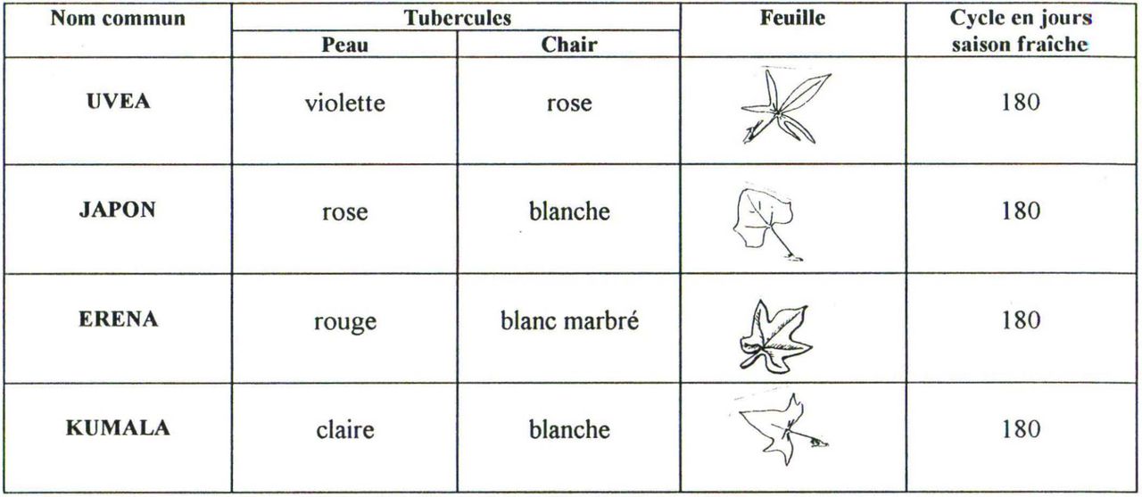 Patate douce - Variétés traditionnelles