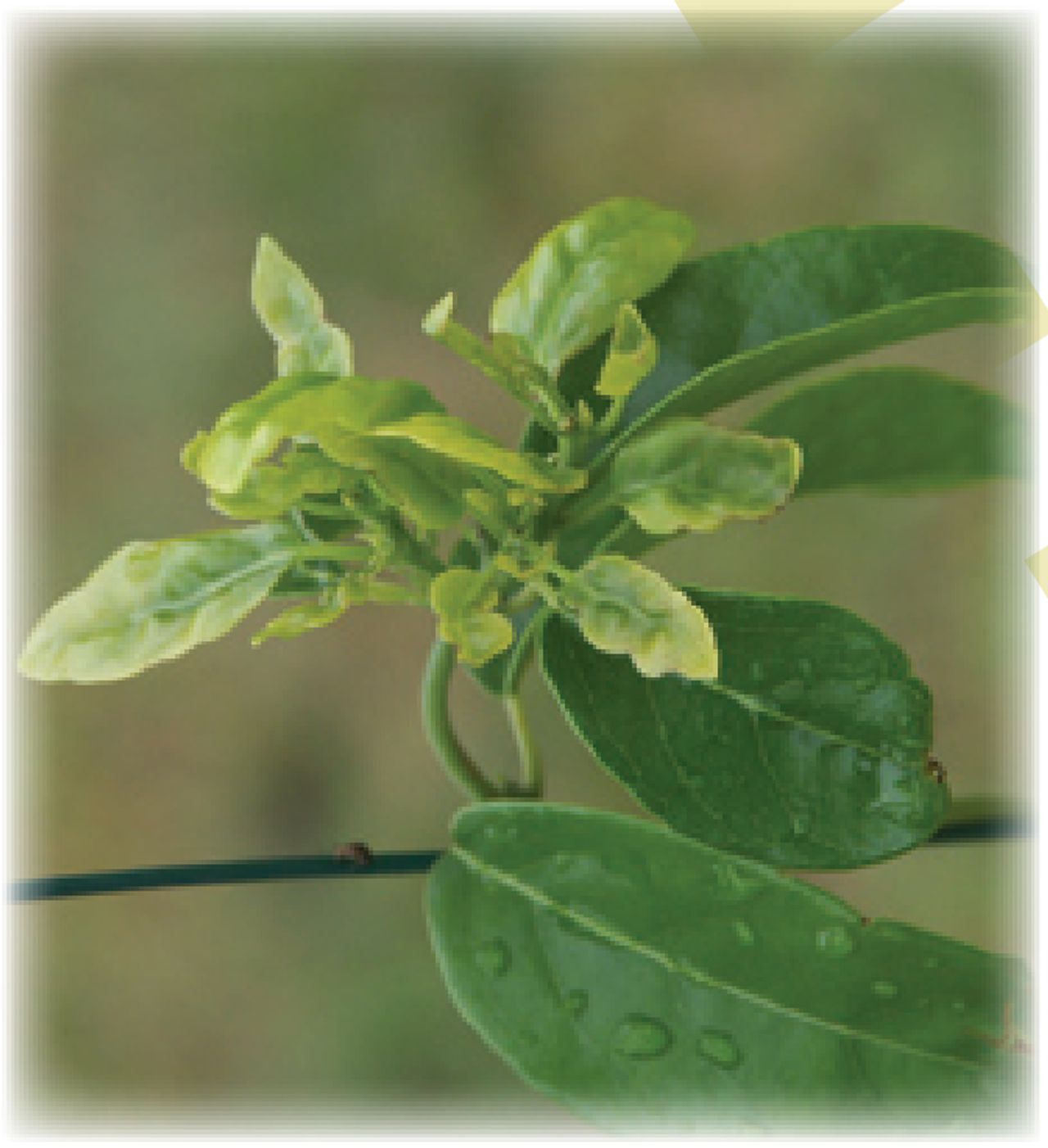 Oxera Pulchella | Agripedia