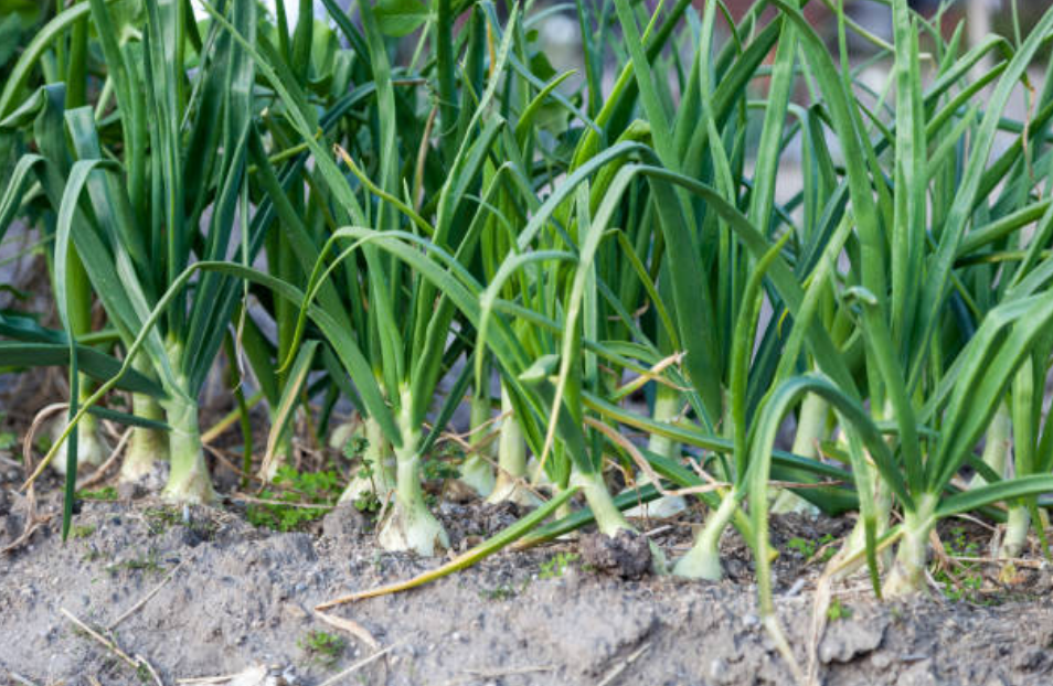 Les champs d'oignons peuvent être envahis d'herbe à oignons