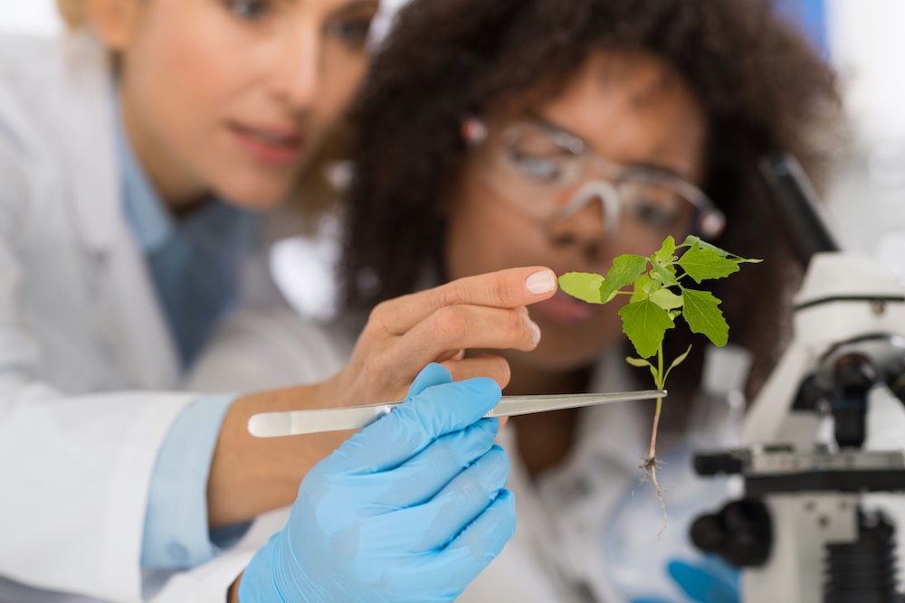 Mains protégeant une plante