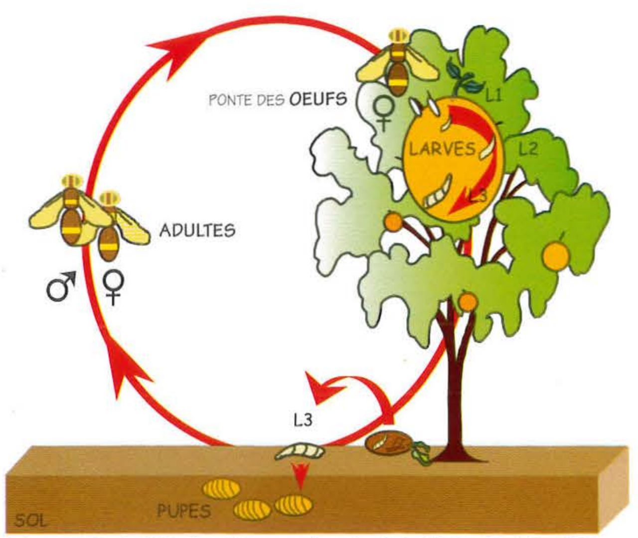 MDF - Cycle biologique