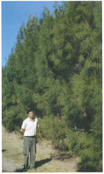 Photo 2 - Bois de Fer âgé s de 4 ans (F. Mademba-Sy, S.R.F.P.).