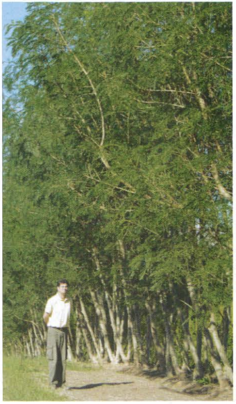 Photo 3 - Tarramba âgés de 3 ans (F. Mandemba-Sy, SRFP).