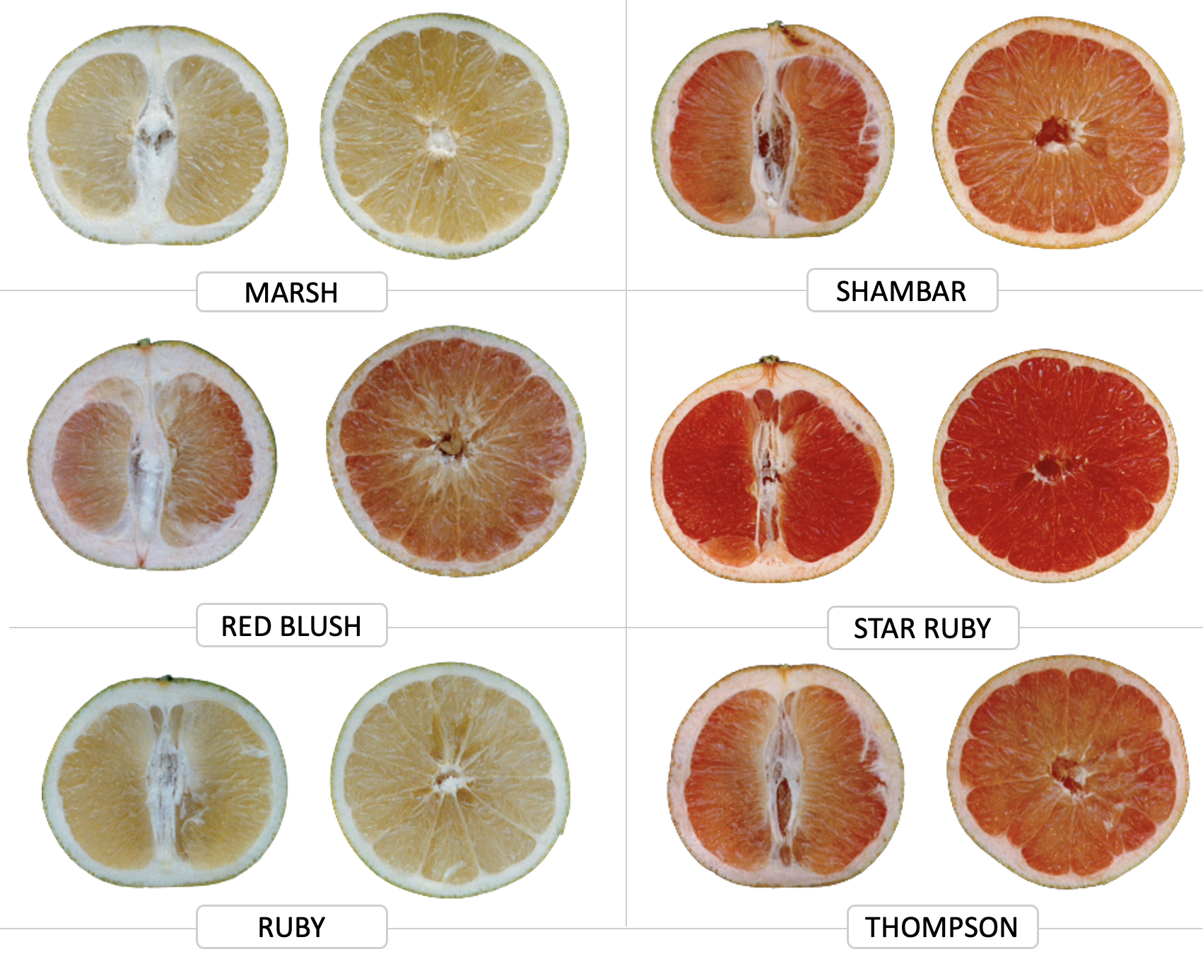 Six cultivars de pomelos ©IAC