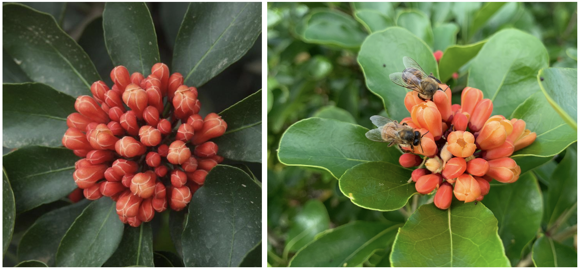 Fleurs de Pittosporum coccineum, rouges vif (à gauche, ©IAC-G. Gâteblé) et orangées visitées par des abeilles (à droite, ©E. Bonnet-Vidal (Lincks)