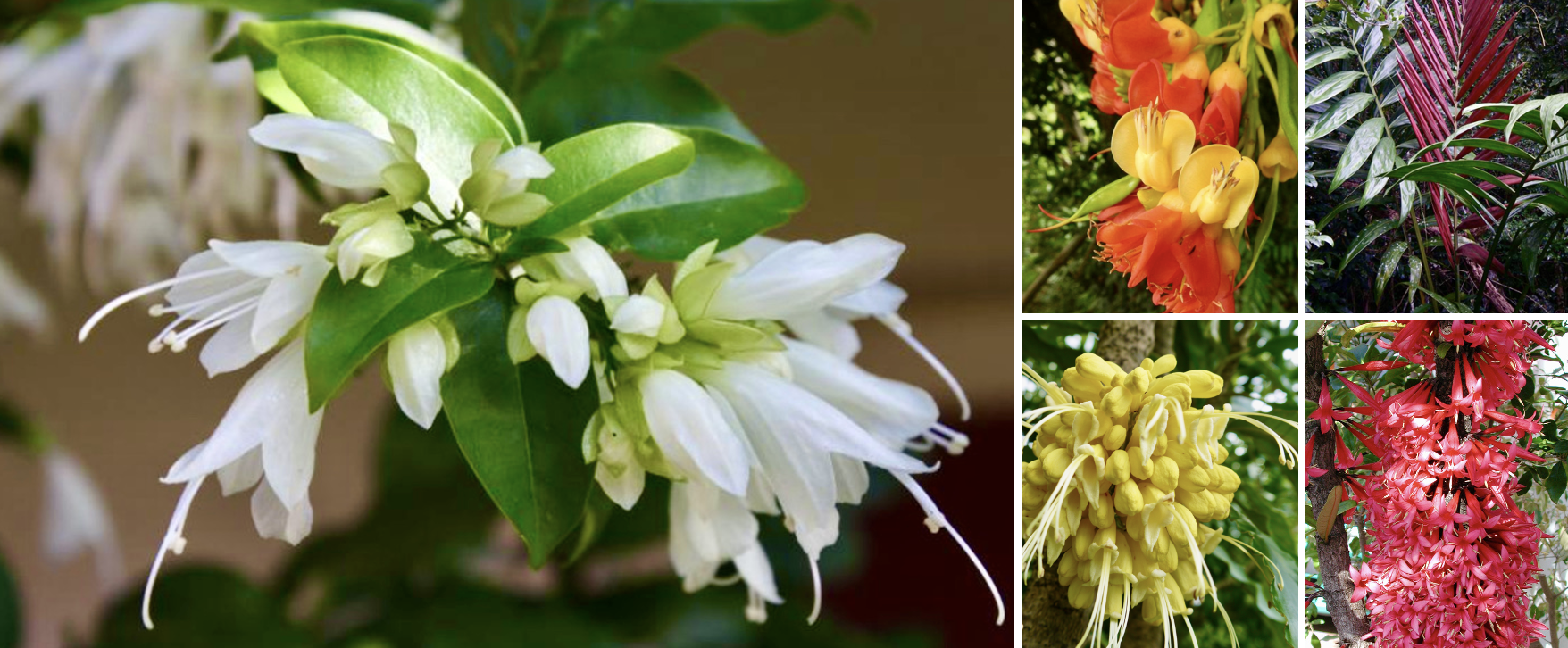 Test image mosaïque de plantes ornemantales endémiques et indigènes