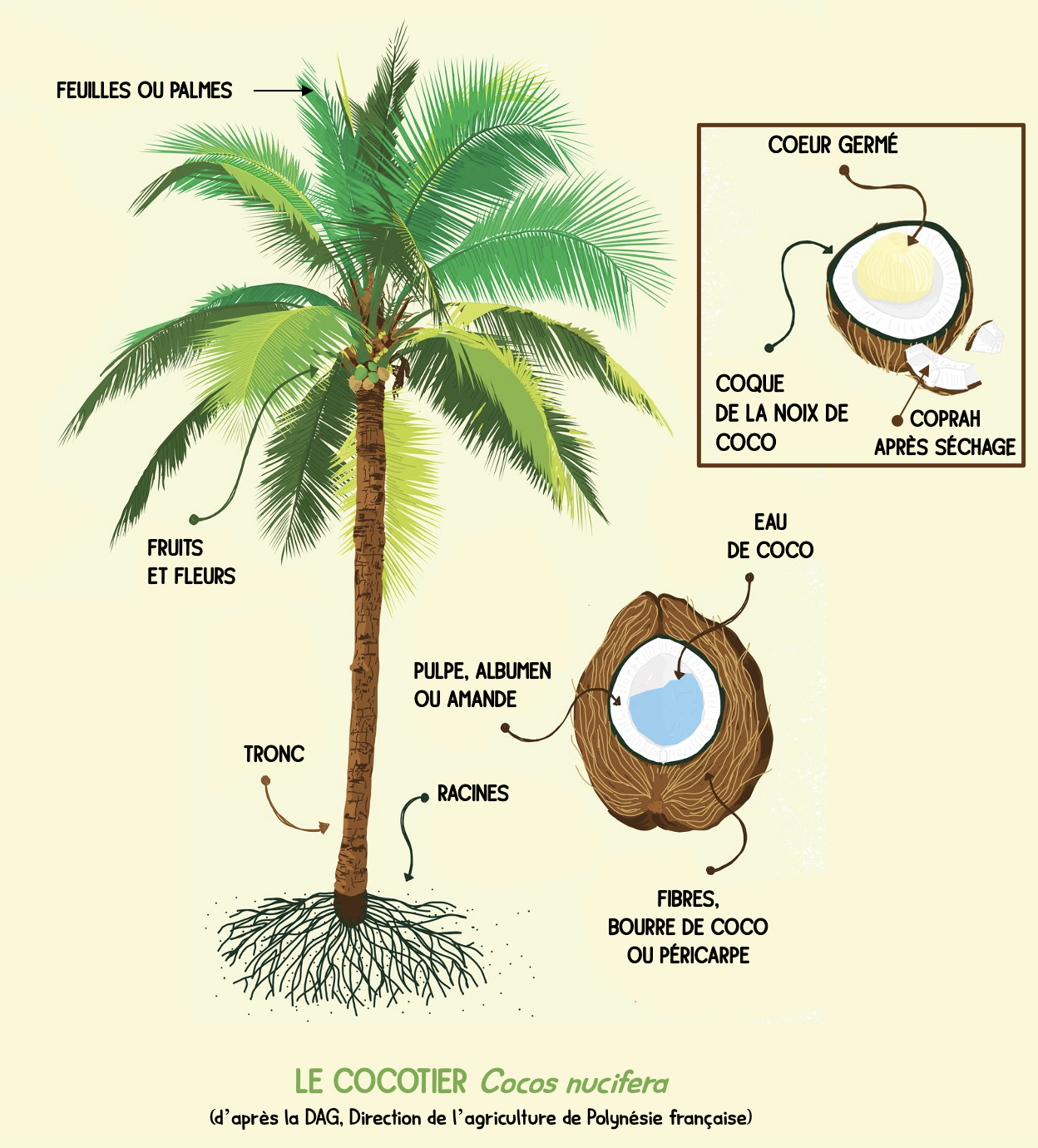 Les différentes parties du cocotier ©DAG, modifié Lincks