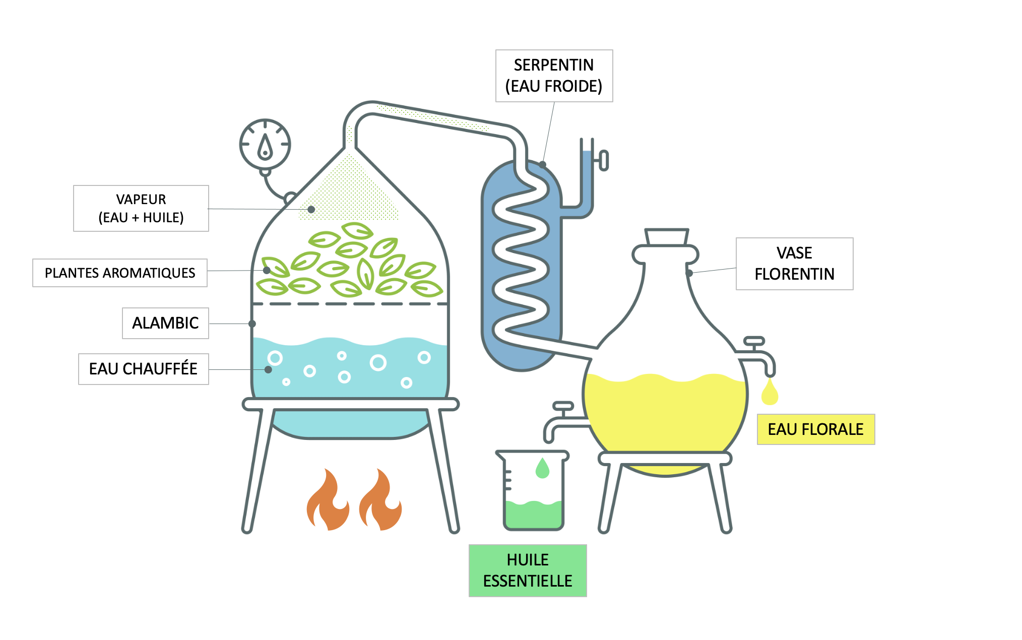 Schéma de production d'huile essentielle à partir de plantes aromatiques ©istock modifié Lincks
