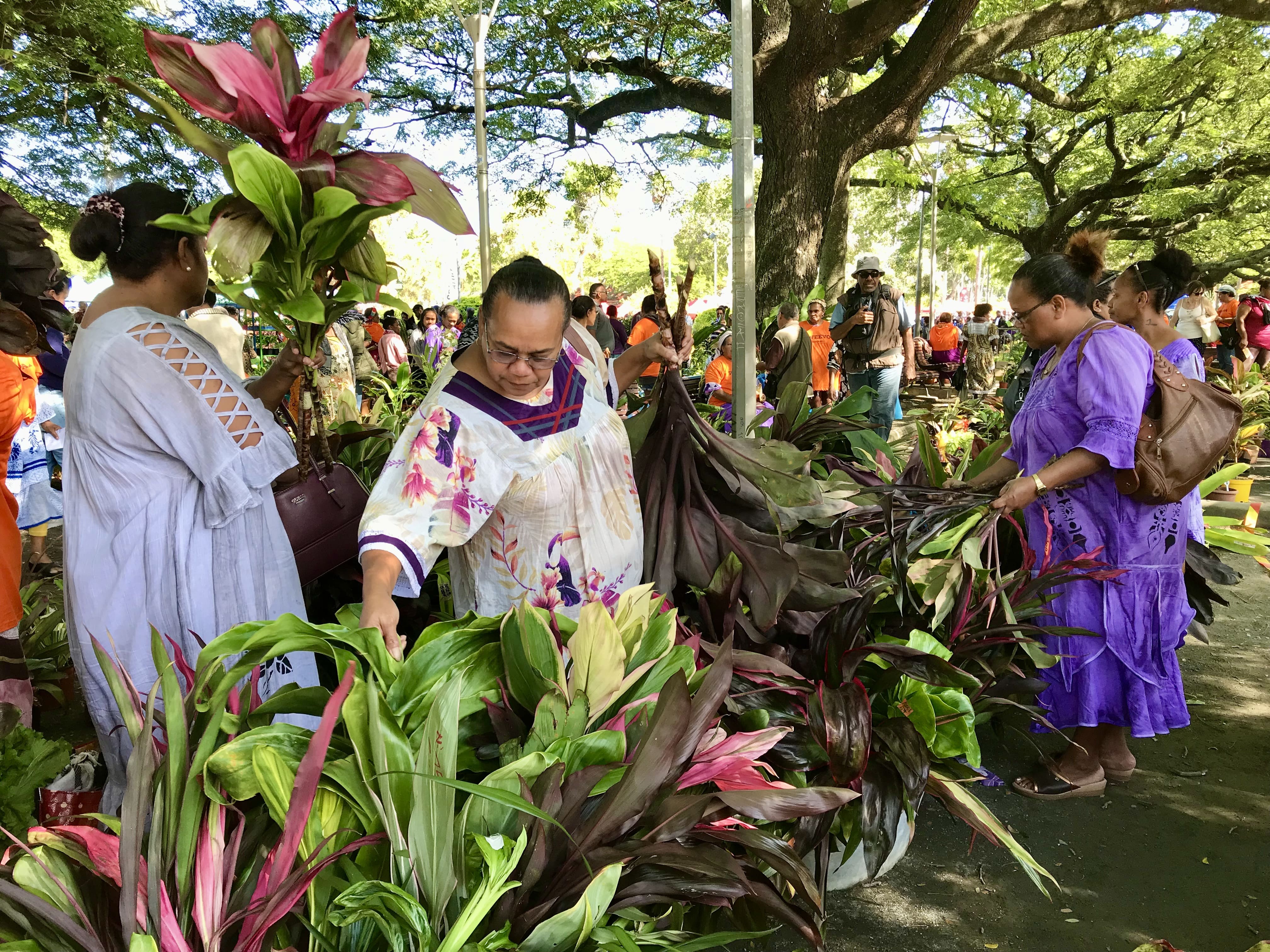 Les cordylines sont prisées lors des marchés horticoles (Nouméa) © Lincks