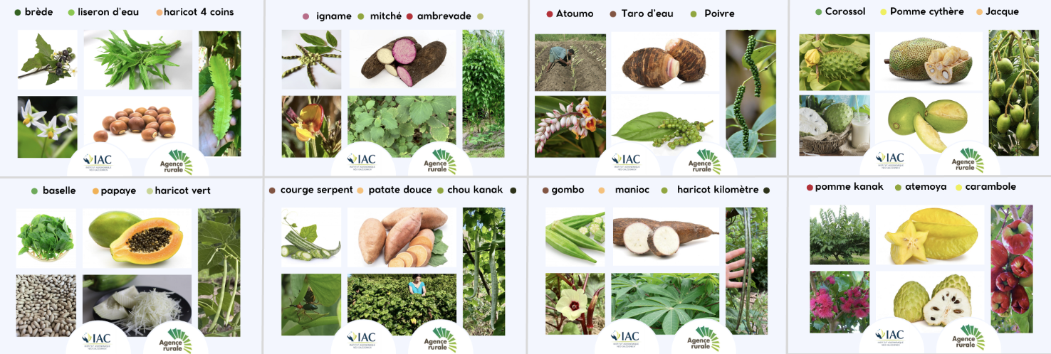 Plantes comestibles et utiles valorisées en 2025 Plantes comestibles et utiles valorisées en 2025