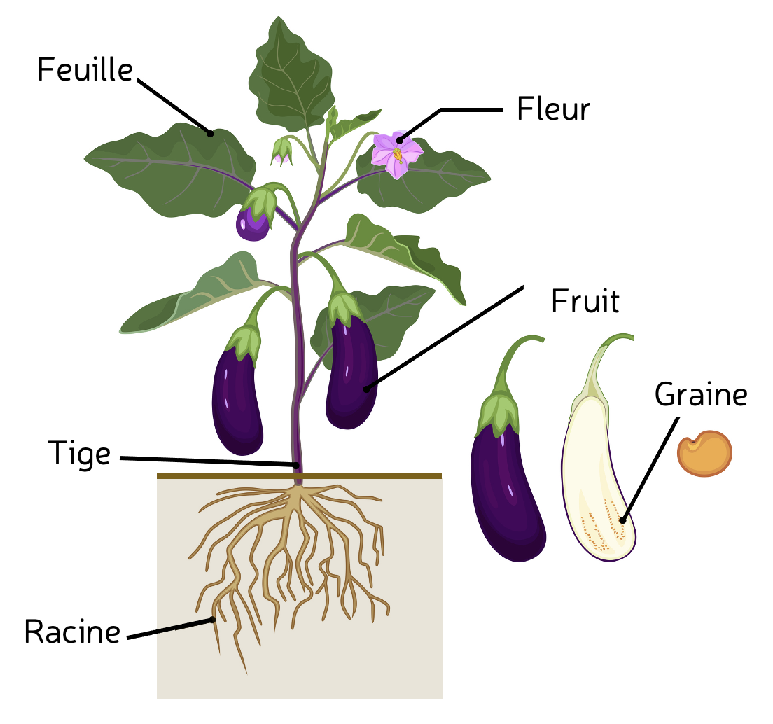 Morphologie d'un plant d'aubergine © Istock modifié Lincks