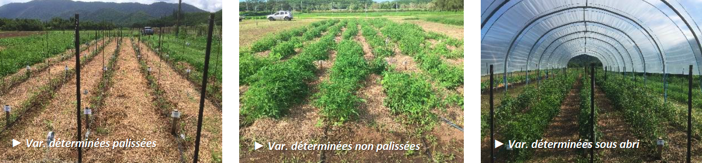 Cultures de tomates en plein champ ou sous abri © O. Ratiarson -Technopole