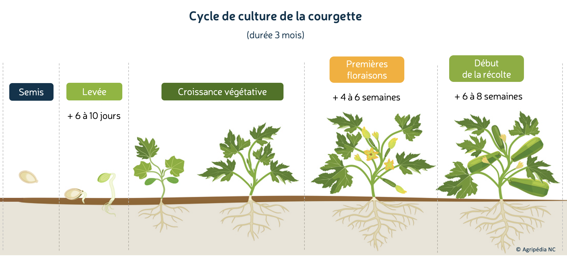 Cycle de culture de la courgette © E. Bonnet-Vidal (Agripédia NC), modifié de M. Flaya (I Stock)
