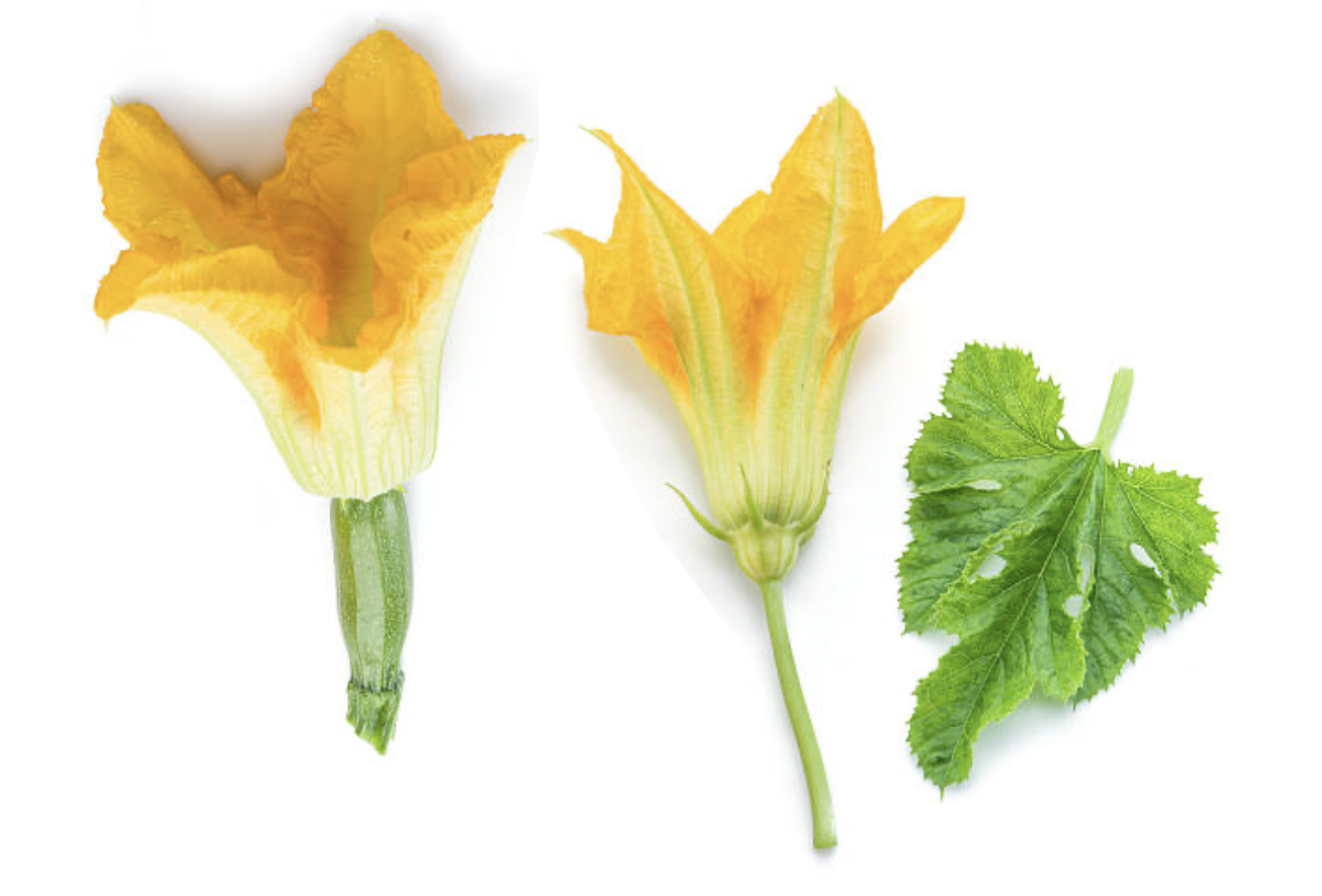 Différence entre une fleur femelle (à gauche) et une fleur mâle (à droite) de courgette. La fleur femelle porte à sa base une mini-courgette correspondant au futur fruit © I Stock
