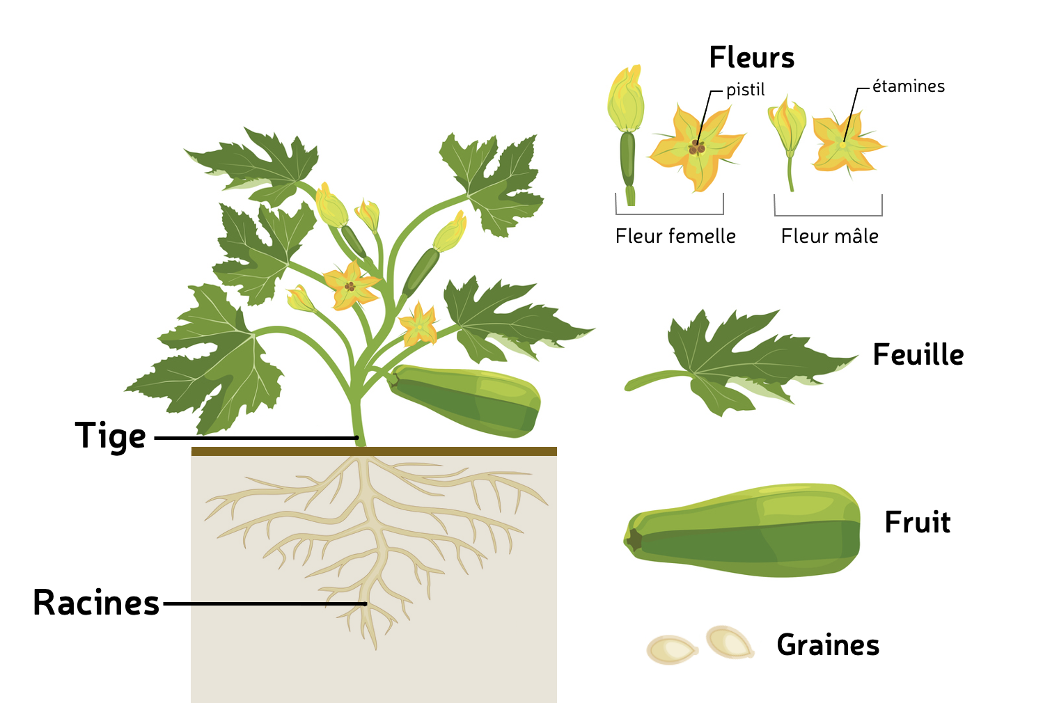 Infographie. Morphologie d'un plant de courgette © E. Bonnet-Vidal (Agripédia NC) modifié de M. Flaya (I Stock)