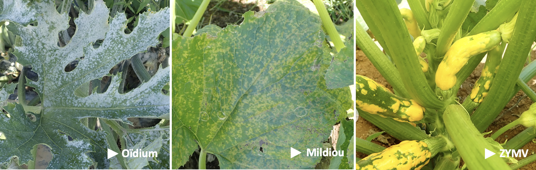 Principales maladies de la courgette © N. Hugot (CAP-NC, Phyto-One)