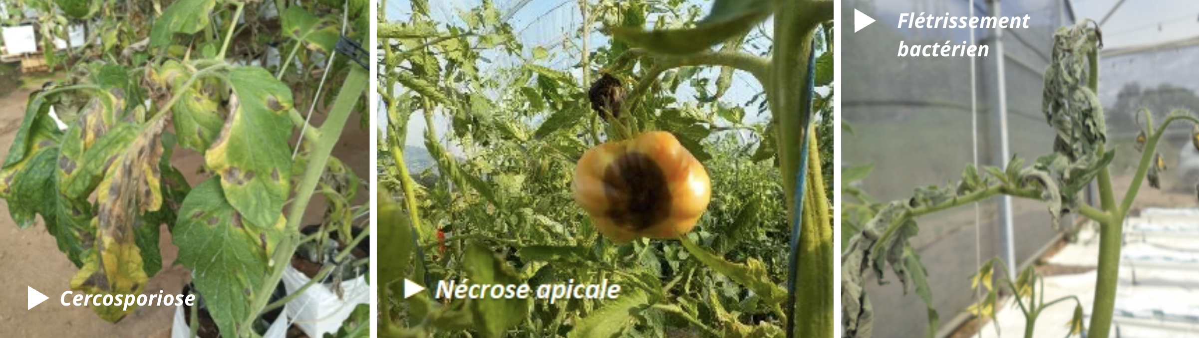 Quelques maladies de la tomate © Technopole et Phyto-One (CAP-NC)