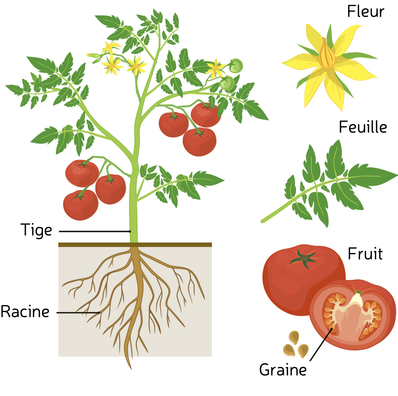 Morphologie d'un plant de tomate (illustration) © Istock - mariaflaya, modifié Agripédia