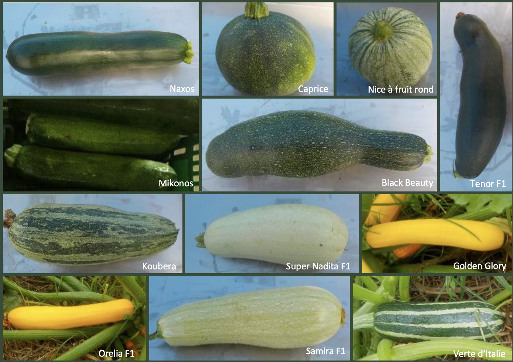 Quelques variétés de courgettes cultivées en Nouvelle-Calédonie. Photos O. Ratiarson, Technopole 2021