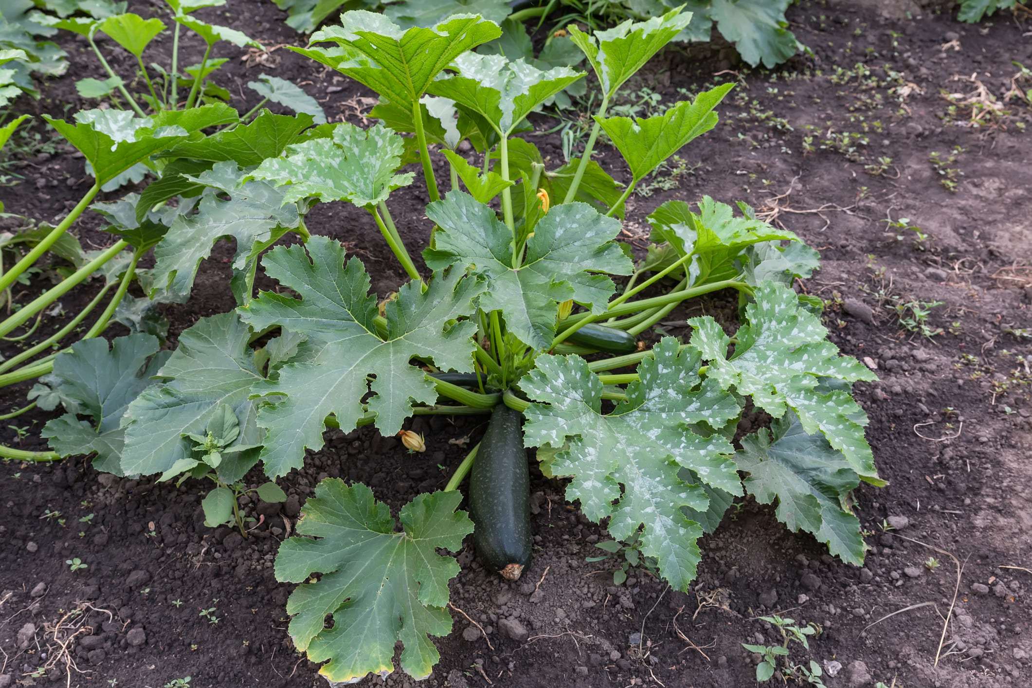 Plant de courgette avec fleurs et des fruits © I Stock