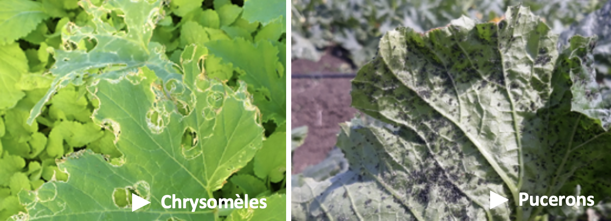Principaux dégâts causés par les chrysomèles et les pucerons sur les feuilles de courgette © N. Hugoet et G. Letourneur (Phyto One, CAP, NC)