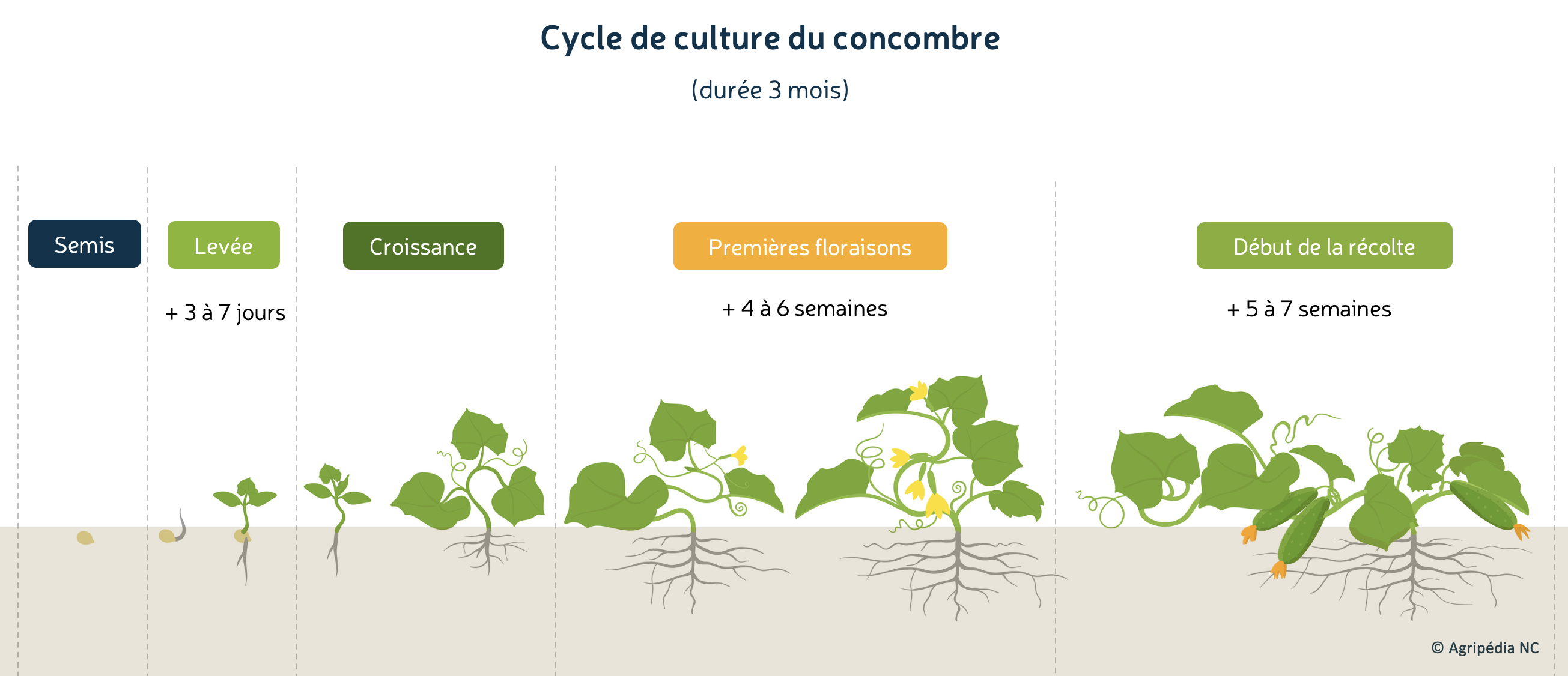 Le cycle du concombre (C. sativus) © I stock modifié Agripédia NC