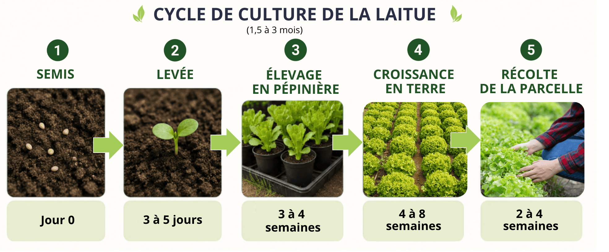 Cycle de culture de la laitue © Agripédia NC