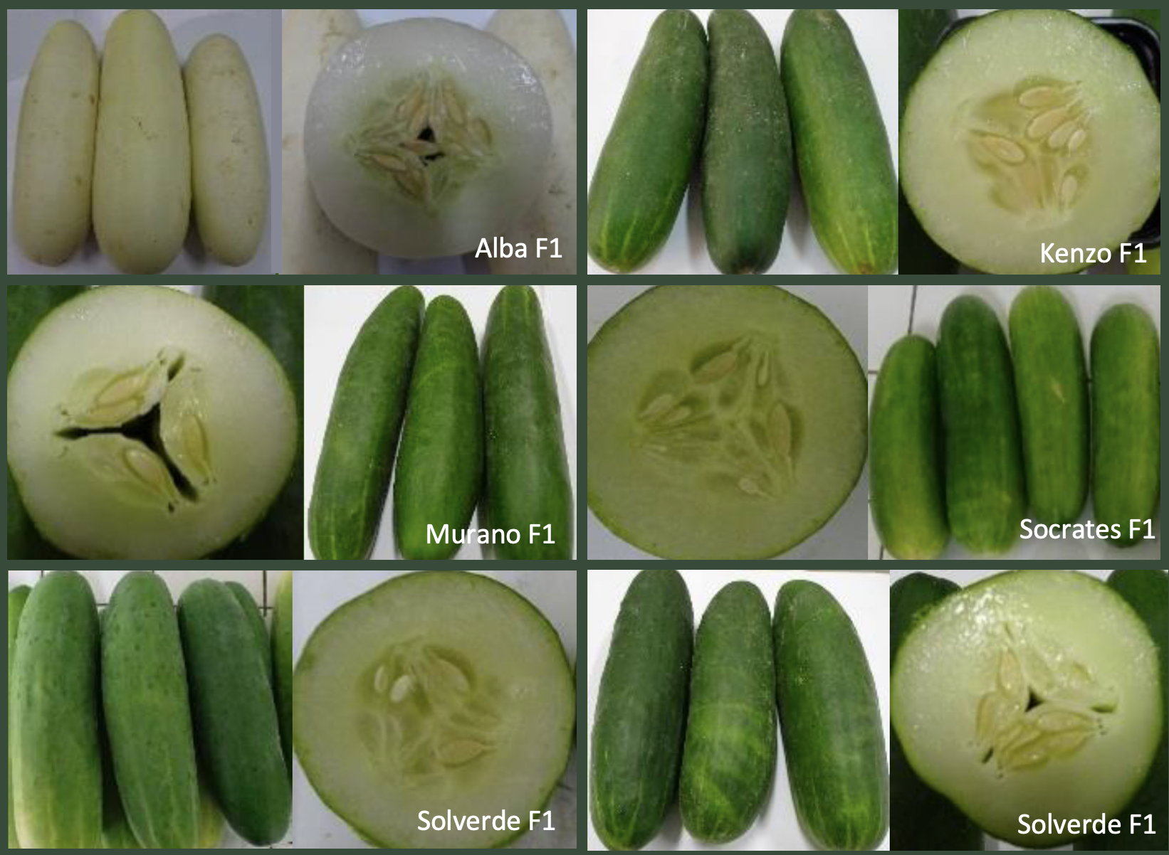 Différentes variétés de concombre © Adecal-Technopole