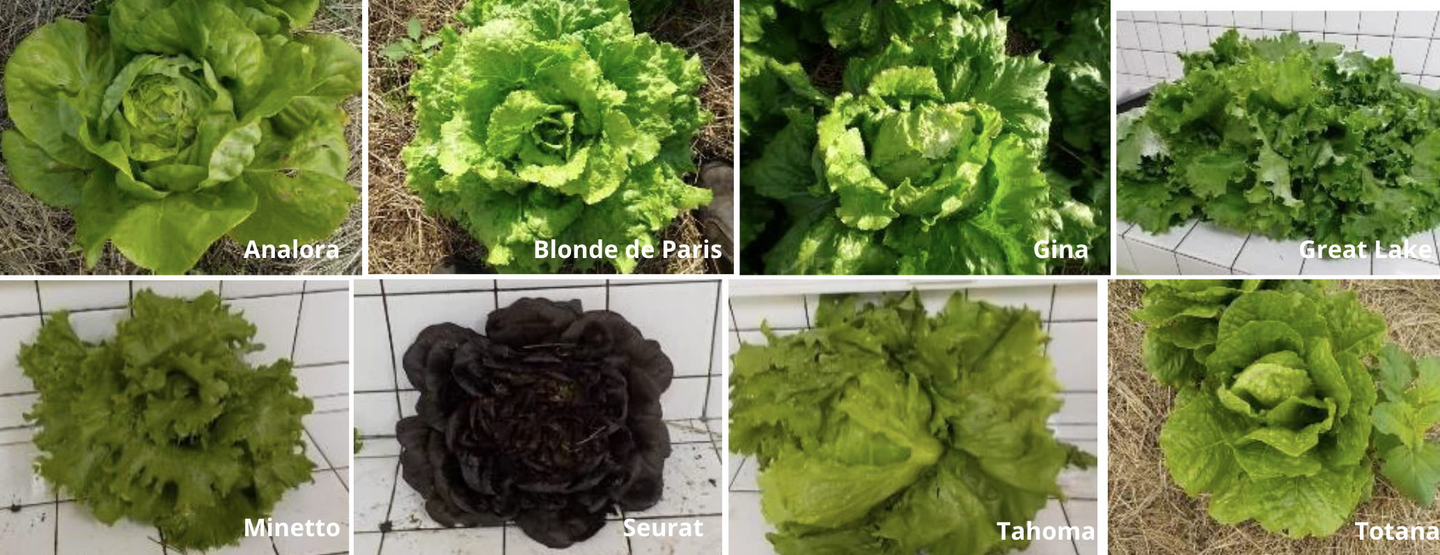 Différentes variétés de laitues testées en Nouvelle-Calédonie © O. Ratiarson - Technopole