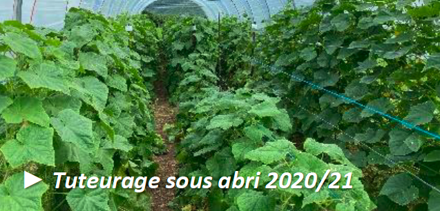 Tuteurage d'une culture de concombre © Adecal-Technopole