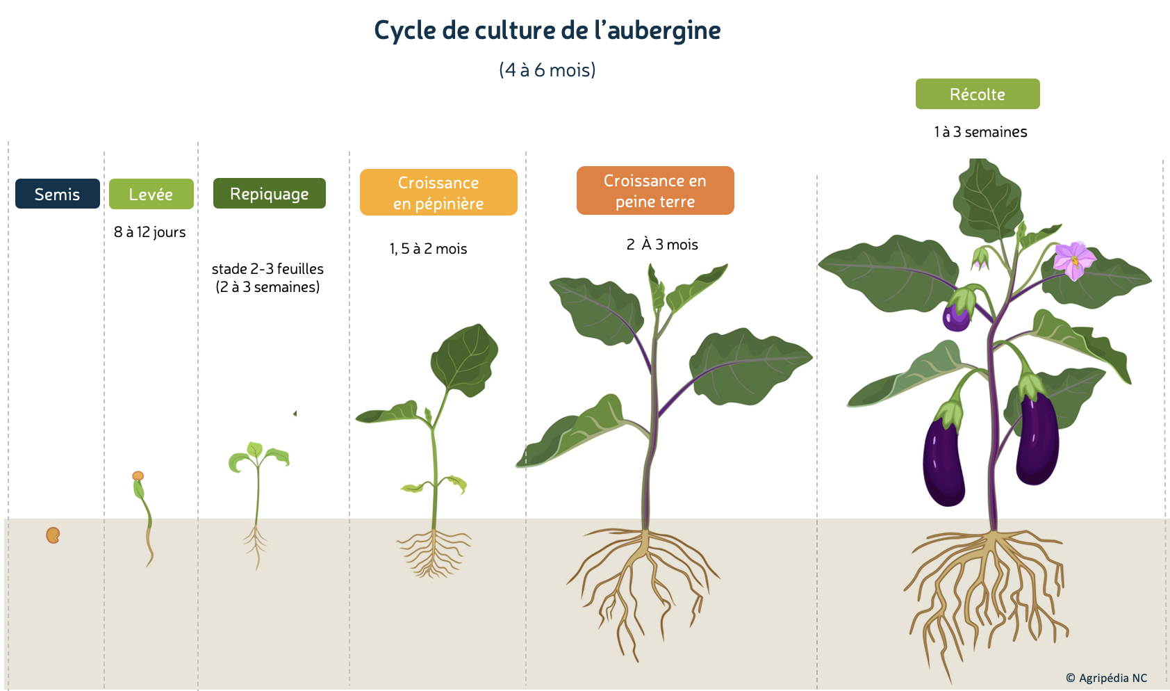 Infographie. Cycle de culture de l'aubergine © E. Bonnet-Vidal (LINCKS / Agripédia NC), à partir d'une illustration de mariaflaya / iStock.