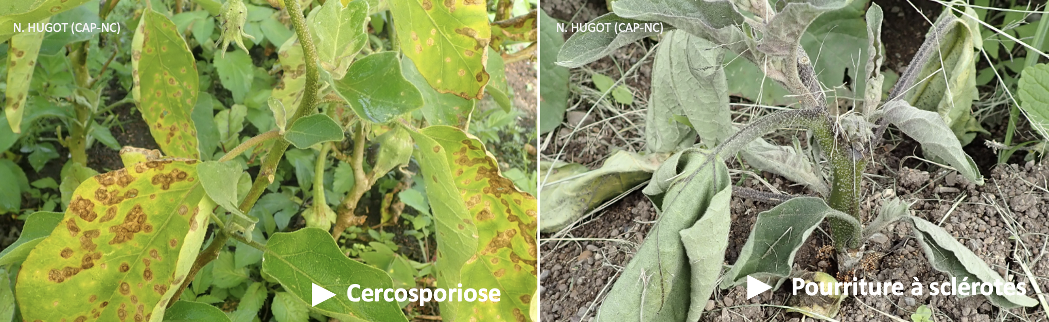 Principales maladies de l'aubergine © Phyto One — CAP-NC