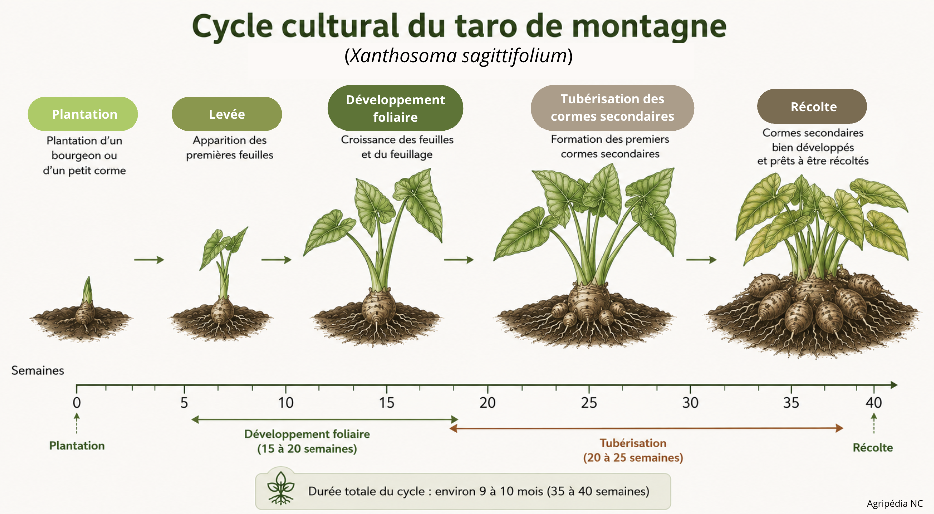 Cycle cultural du taro de montagne d'après Schäfer (1999) © Agripédia NC