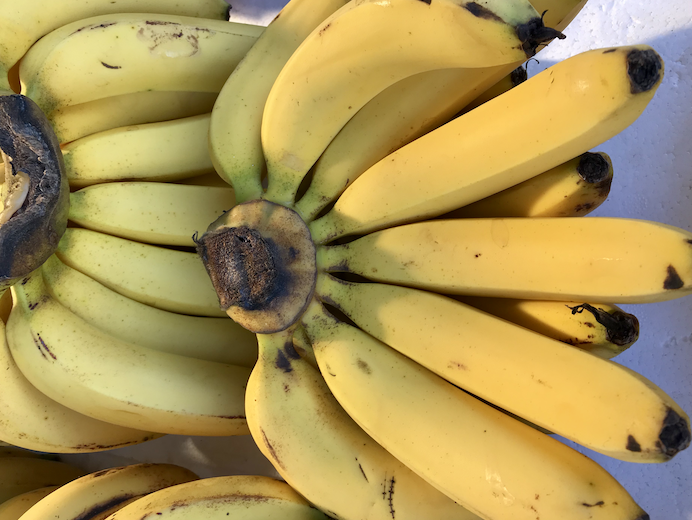 5 astuces pour réussir la multiplication et la culture des bananiers