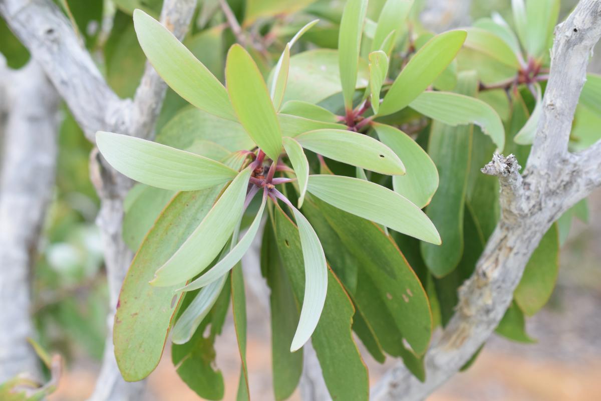 22 nouvelles fiches sur les plantes médicinales