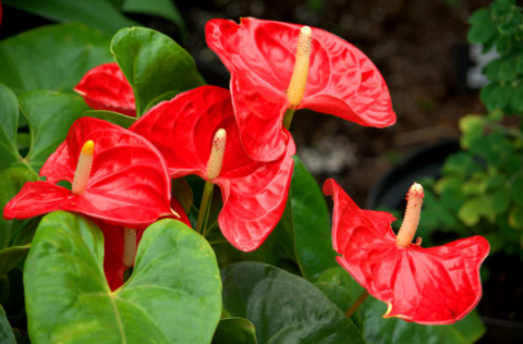 Anthurium