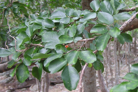 Arthroclianthus microbotrys