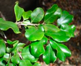 Diospyros perplexa