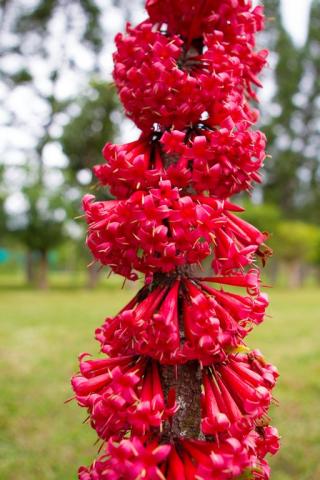 Ixora margaretae