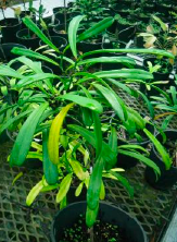 Phyllanthus conjugatus var. ducosensis