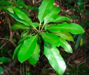 Pittosporum brevispinum