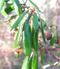 Pittosporum gatopense