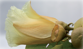 Bois de rose d'Océanie