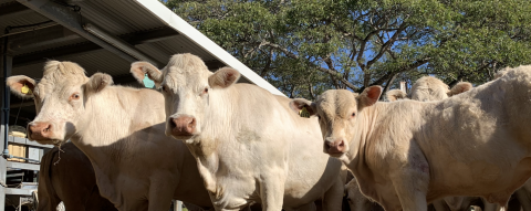 Troupeau de Charolais