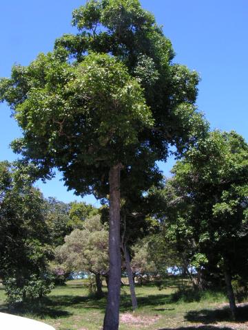 Elaeodendron curtipendulum