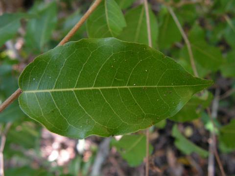 Cleistanthus stipitatus