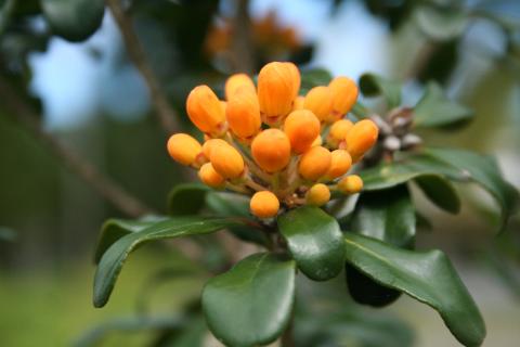 Pittosporum tanianum