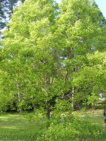 Santalum austrocaledonicum