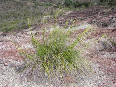 Tetraria comosa